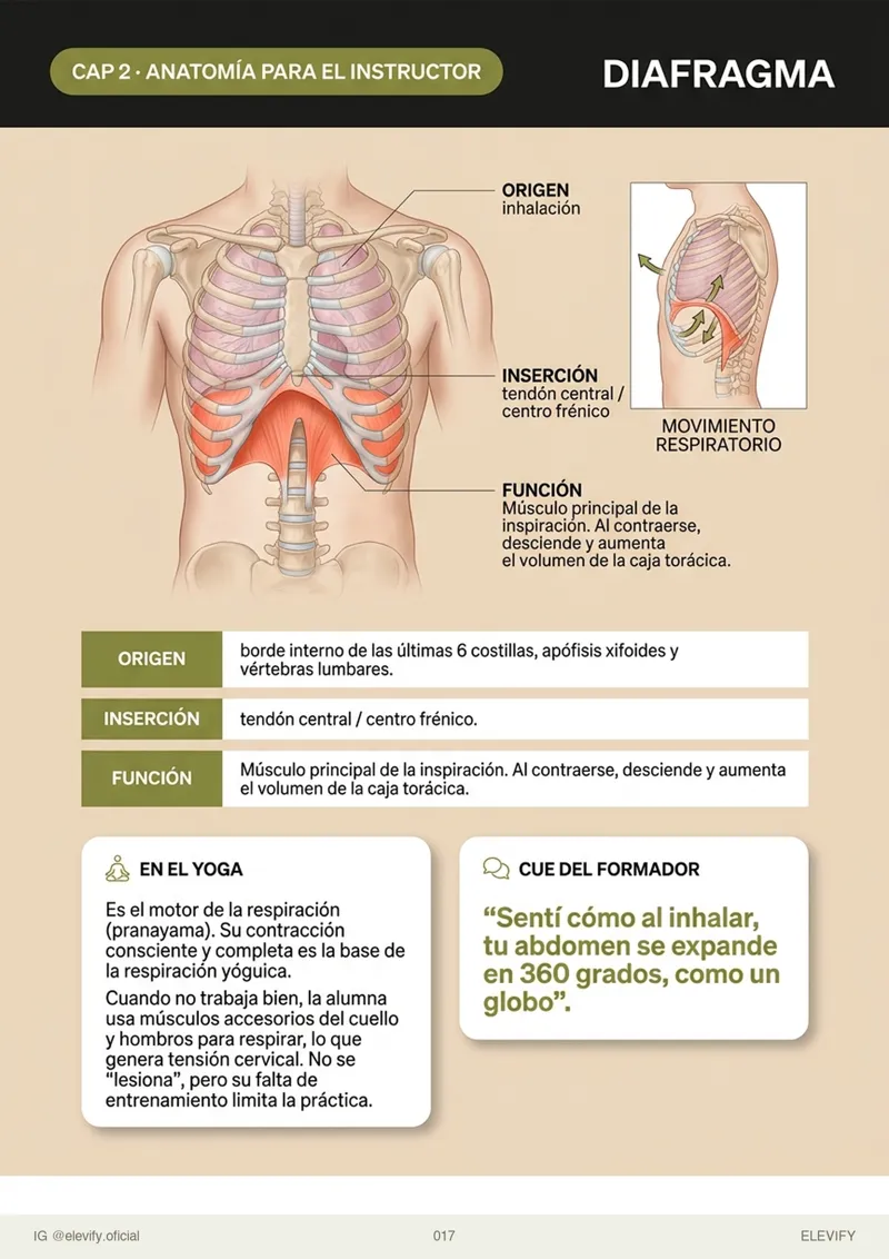 Diafragma